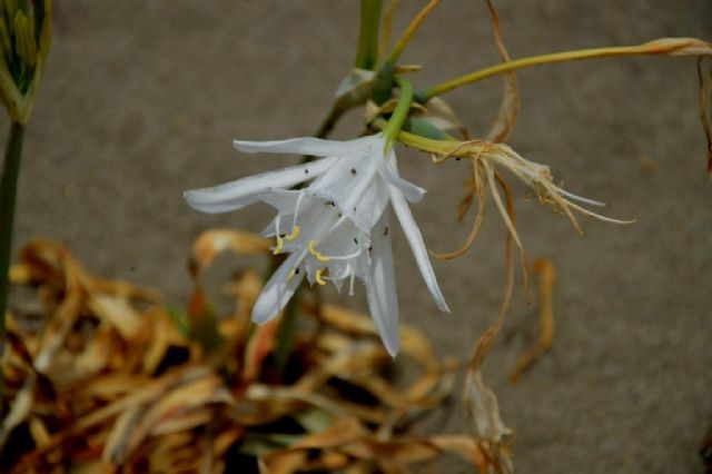 Pancratium maritimum (Amaryllidaceae)